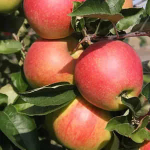 An Jonagold Apple Tree